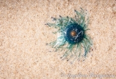 Jelly Eye
