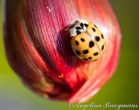 Lady Bug