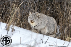 Lynx