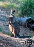 Morning Wallaby