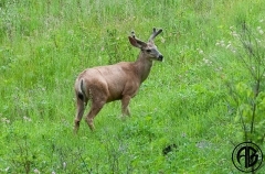 Mule Deer