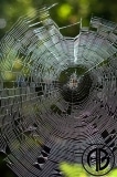 Spider in Web