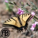 Swallowtail
