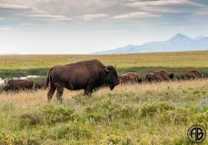 Wild Bison