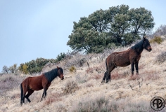 Wild Horses