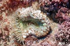 anenome